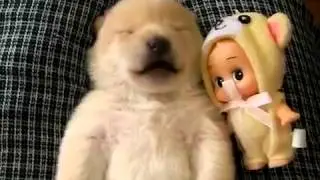 The sleep adventures / Сон приключений
