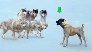 THE WOLVES DIDN'T KNOW KANGAL WAS GOING TO DO THIS