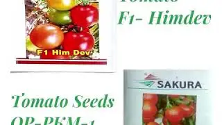 Buy Sakura Tomato Seeds