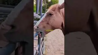 Why Do Horses Chew Wood? The Mysterious Habit Called Cribbing 🐴🤯