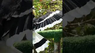 Great hornbill#birds #nature #shorts #youtubeshorts #trending #viralvideo #shortsfeed