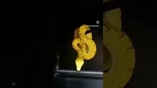 #python #reptile #reptiles #greentreepython #viral #gtps #gtp #arboreal #tree #trees #snake #snakes