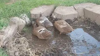 Our 50-day-old duckling demonstrated "happy feet"