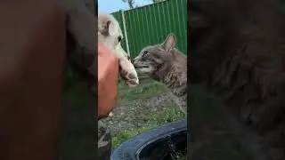 Как мы подобрали собаку на дороге 