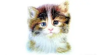Как нарисовать котенка карандашами