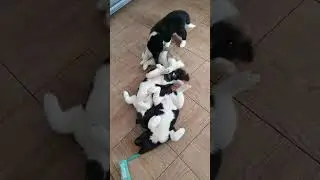 щенки американской акиты готовы к переезду в любимый дом!! 2.5 мес Тг @mosnat