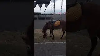 naik kuda di pantai boom banyuwangi