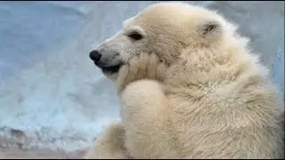 Qué Pasa Con Los Osos Polares