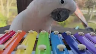 Cockatoo & Fresh Air & Buzzards & More Birthday Gifts & Mischief!