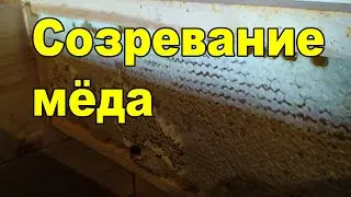 Созревание мёда