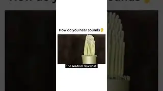 How do you hear sounds .........👂👂👂👂 