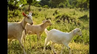 Àǹfààní tó wà nínú ewúrẹ̀ pọ̀ jù àìlera lọ. Ká máa kọ́ ẹ̀kọ́ lára ewúrẹ̀ ní ojoojúmọ́.