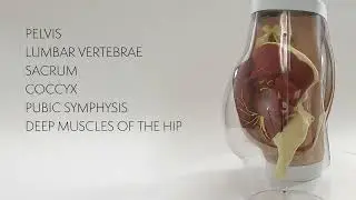 Product Spotlight: Anatomy Lab Buttock Intramuscular Injection Model