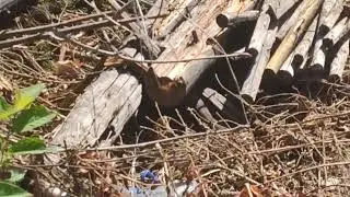 ужик, да не один