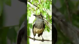 The cry of Magpie Robin