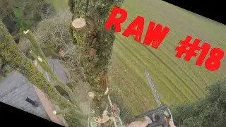 (Raw) Full Friday Afternoon Removal [UK Tree Surgeon]