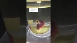 Rescuing a Beta Fish🥺