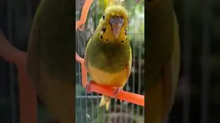 love birds