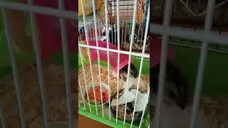 Хомка трудяжка #shorts