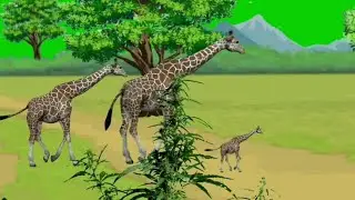 Giraffe Walking In Forest | Animal Stampede Green Screen | Free to Use |