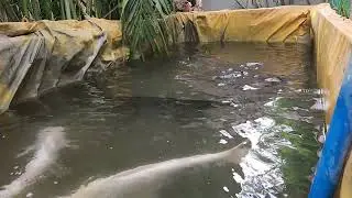 Aligator Gar Feeding