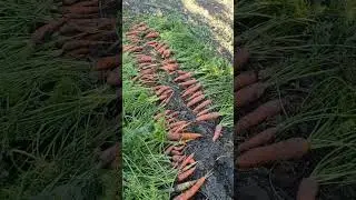 Тася выкопала морковь 🥕🥕🥕