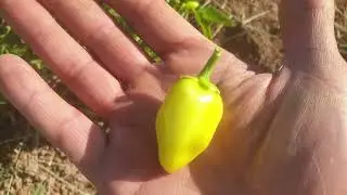 çok acı konik süs biberi