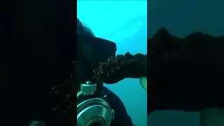 морской огурец или трепанг #music #diving #sports