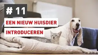 Hoe introduceer ik een nieuw huisdier bij mijn kat?