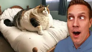 Worlds Chubbiest Animals