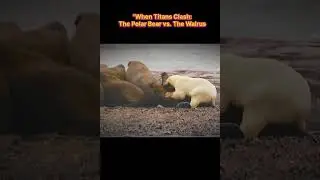 “When Titans Clash: The Polar Bear vs. The Walrus 