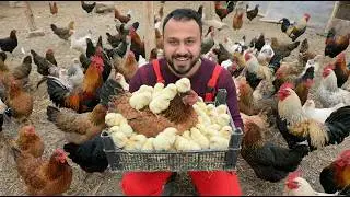 Yellow Chicks Hatched! 😍🐣 | Noble Broody Hen Chicks | Chick Hatching and Free-Range Chicken Farming