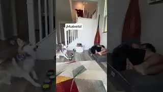 Sapphie la Pomsky: duerme en la cama de tu perro y mira cómo reacciona #shorts