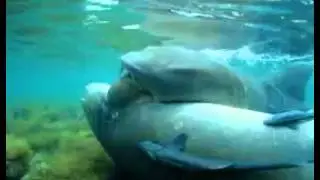 Shark Breeding