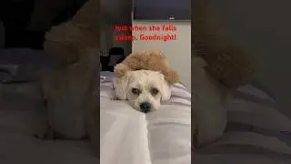 Puppy Rude awakenings