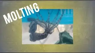 fishing spider (dolomedes) molting!!!