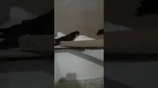 Erzurum kumrusu pala recep