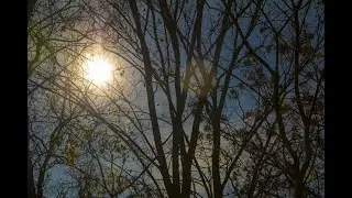 Sun Scene with Trees in foreground and Tungsten sky.