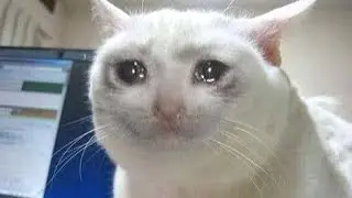 Sad Cats - Cute & Funny Cat Videos Compilation