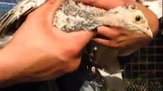 Индейки в хозяйстве. Покупка некачественных птенцов.