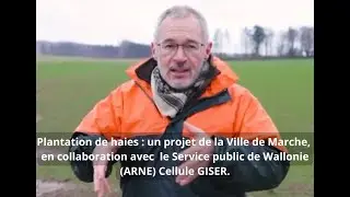 Plantation de haies, commune de Marche-en-Famenne (1)
