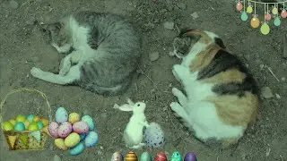Los gatos y el conejo parte 2 🐇