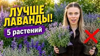 Can't grow lavender? Plant these 5 alternatives instead