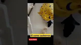 el come cachorros 😍 