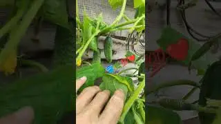 БЮДЖЕТНО ОГУРЦЫ у ЗАБОРА 🥒🪣🌿💯❤️...