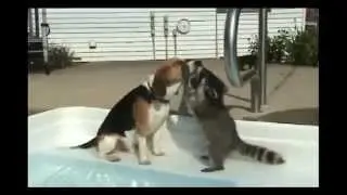 Любопытный енот / Curious raccoon