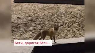 Новый пляж #Белгорода не только для людей….🤣 Ты пришёл погулять….а она хотела позагорать…