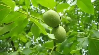 Как растет грецкий орех /Природа Кубани