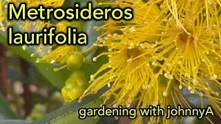 Metrosideros laurifolia var  laurifolia A medium sized tree with brilliant yellow flowers