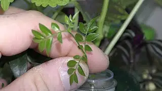 How to Grow Jasmine in Aquarium